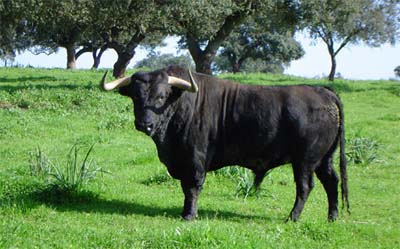 Toro de Lidia